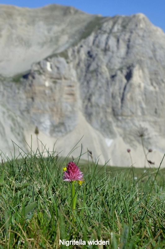 Orchidee e fiori del Monte Vettore e del Lago di Pilato � 26 giugno 2025.